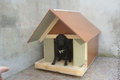 ma chienne